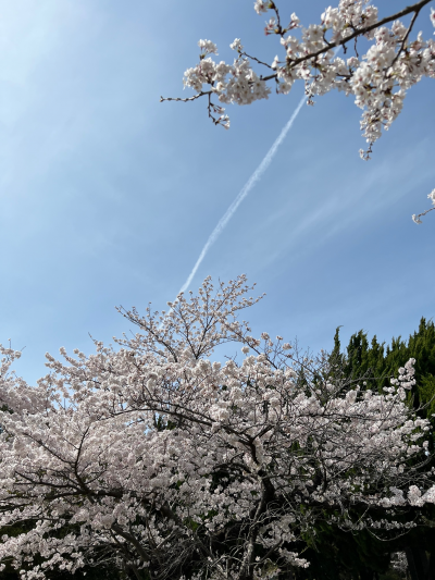 2022年3月30日撮影　豊橋市 東三河県庁周辺の桜