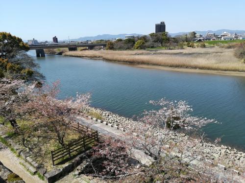 2022年4月5日撮影　豊橋市 吉田城址から眺める桜