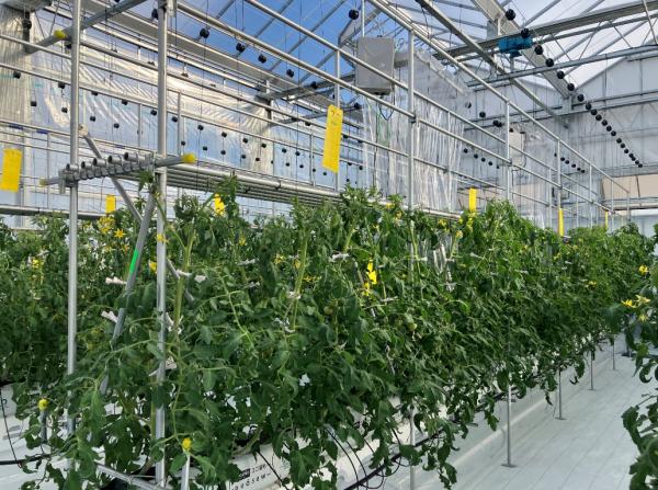 植物生体情報活用型セミクローズド温室（室内）