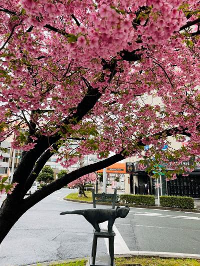 ネコのオブジェと河津桜