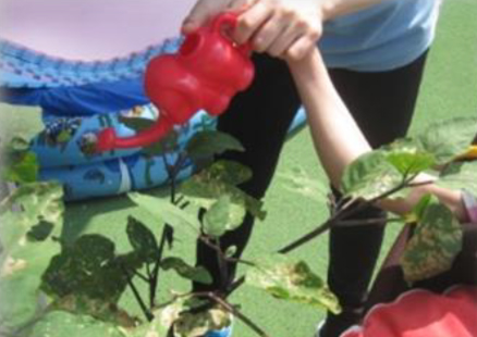 学童保育で野菜に水やりしている様子