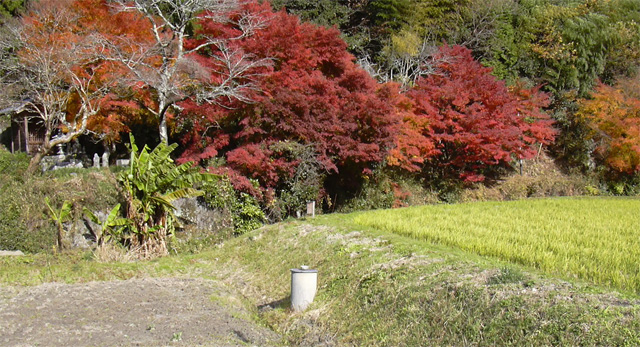 自然の中の泉源