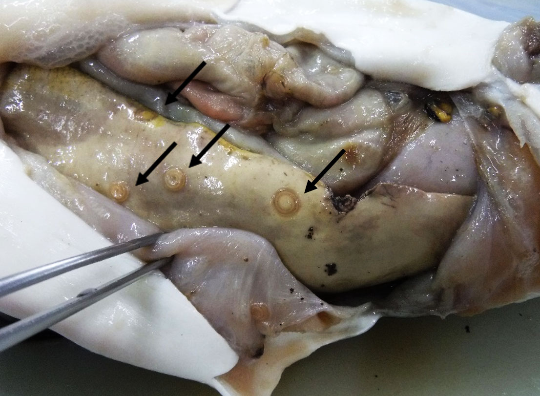 魚の内臓に寄生するアニサキス幼虫の写真