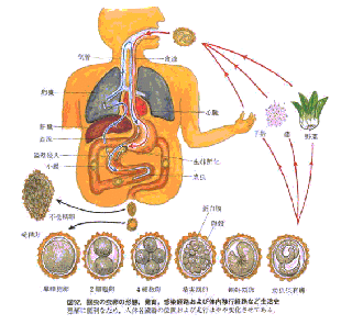回虫の感染経路及び体内移行経路