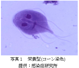 ジアルジア 愛知県衛生研究所