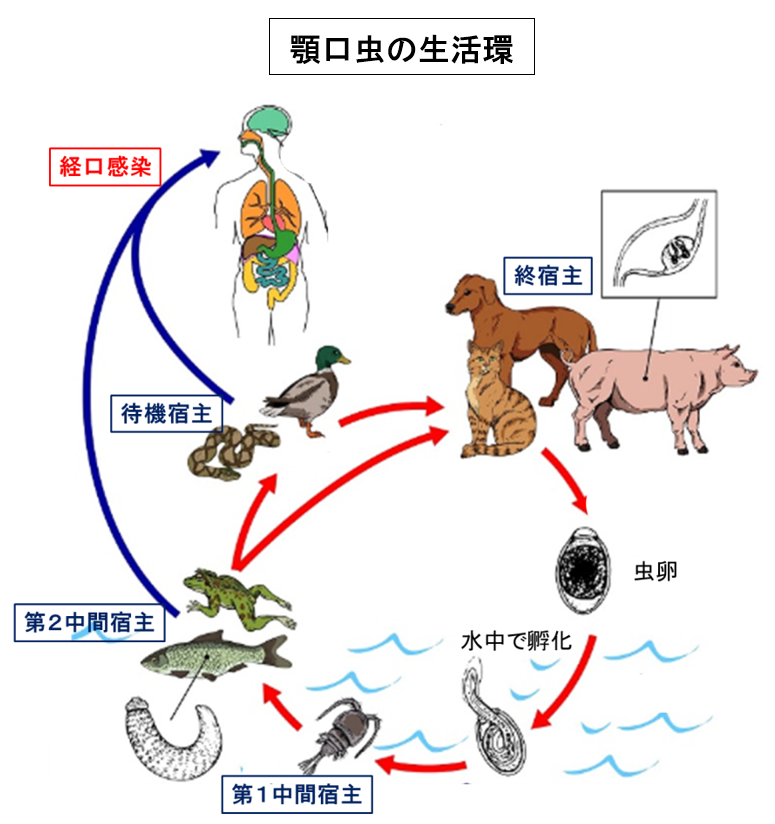 顎口虫の生活環の図