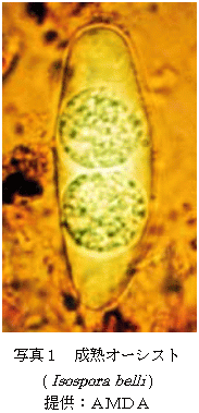 Isospora belliの成熟オーシストの写真