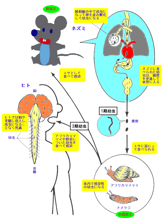 血 虫 住 日本 吸血