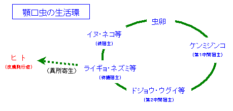 顎口虫の生活環