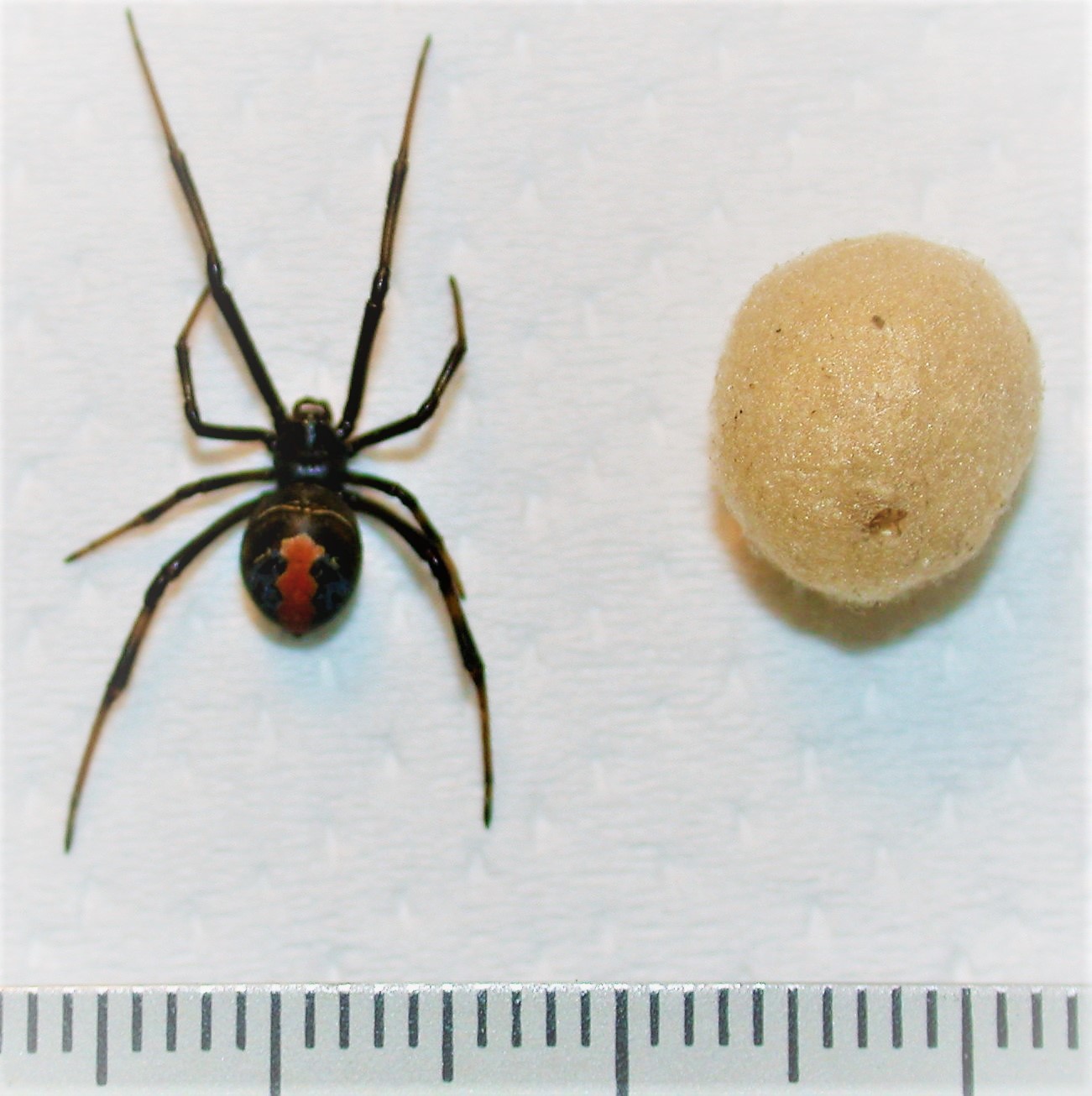 セアカゴケグモ（メス、背面）と卵嚢の写真