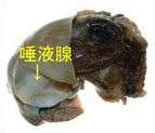 巻貝の唾液腺を示した写真