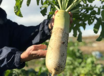 野菜の写真