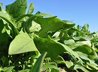 野菜の写真