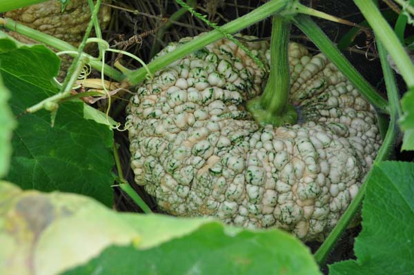 野菜の写真