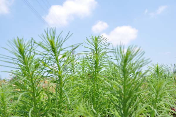 野菜の写真