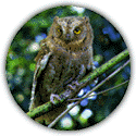Prefectural Bird: Eurasian Scops-owl