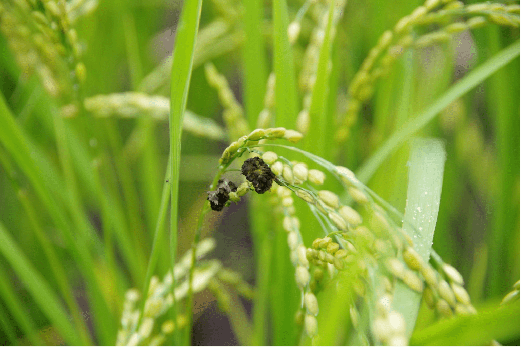 稲にある稲麹玉