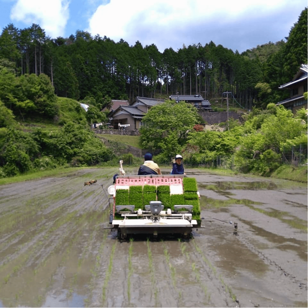 田んぼの写真