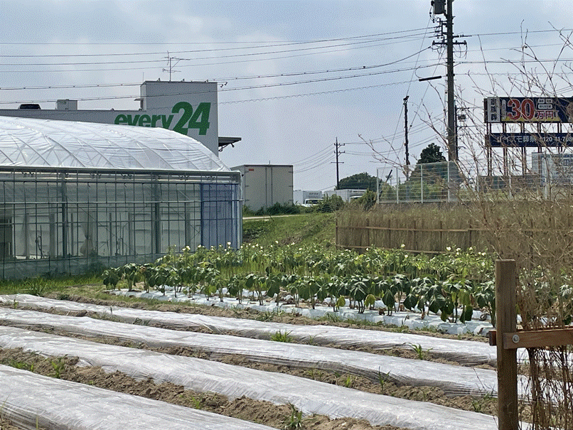 農業塾用ほ場の写真