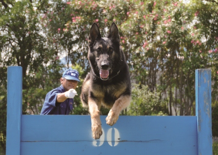 警察犬