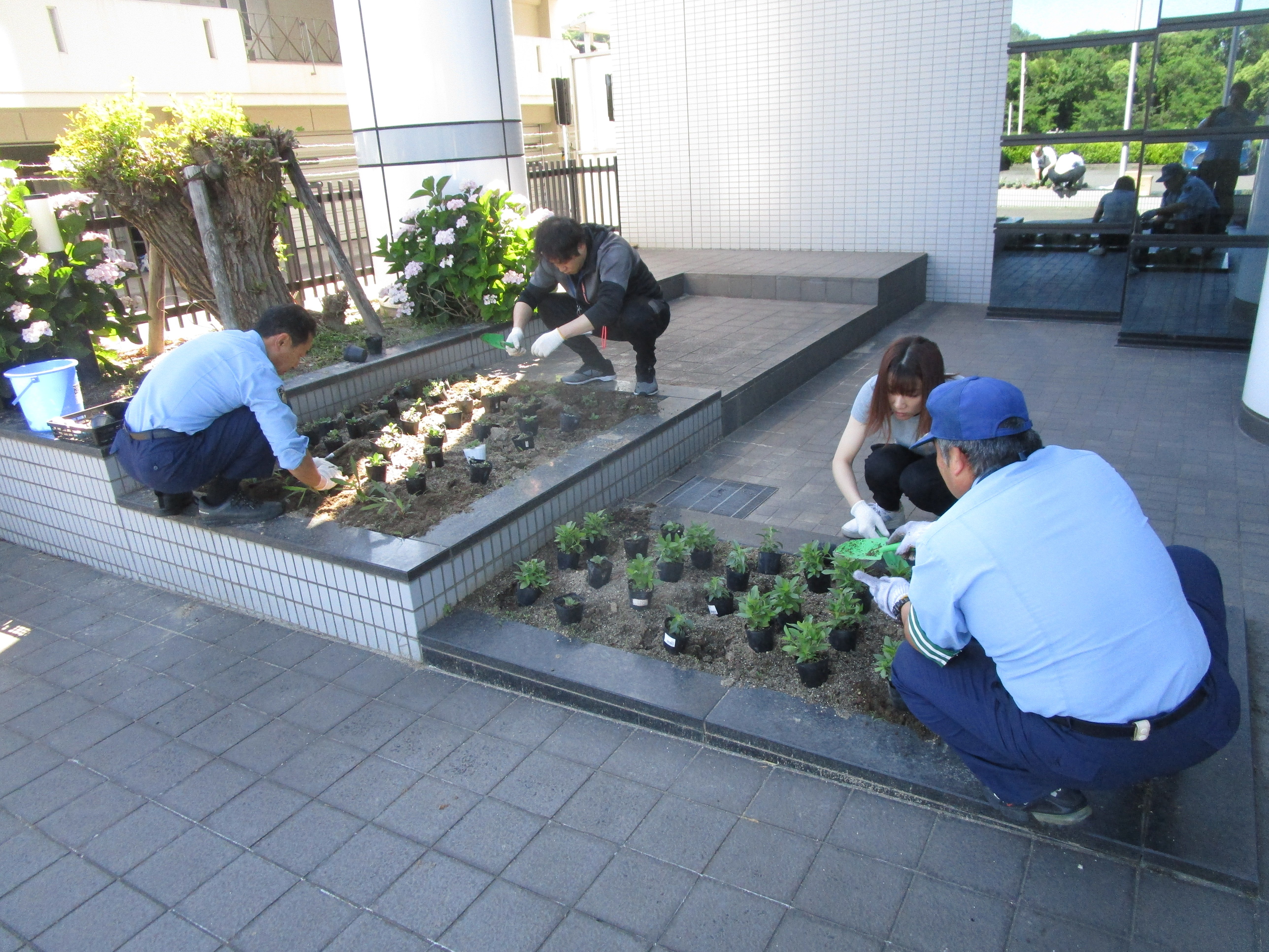 署員が花苗の植付作業を実施している様子