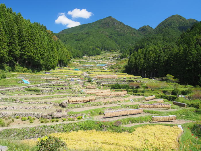 秋の千枚田