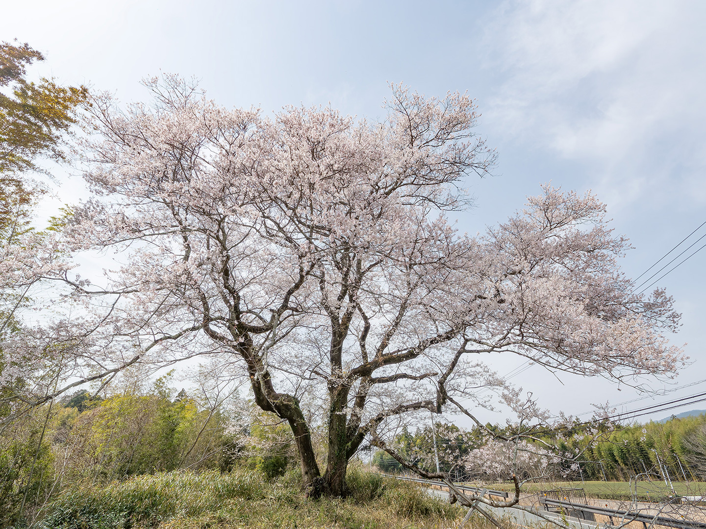 今水桜 (2025年3月28日撮影)