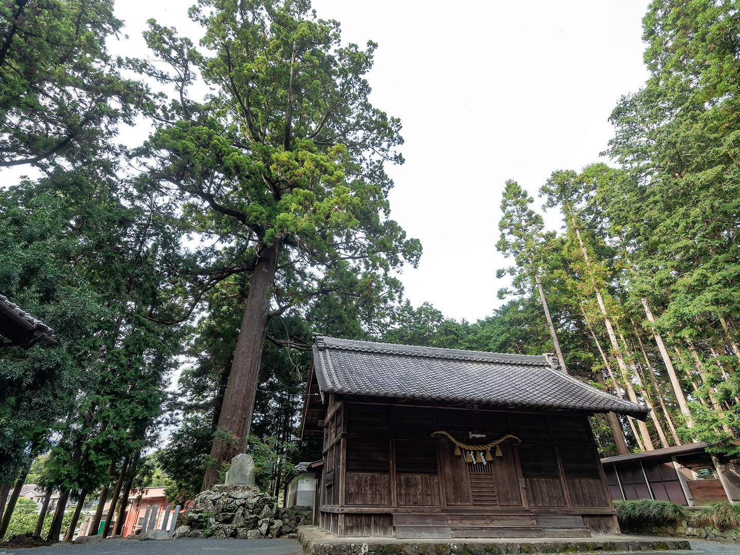 八名井神社のスギ (2024年9月27日撮影)