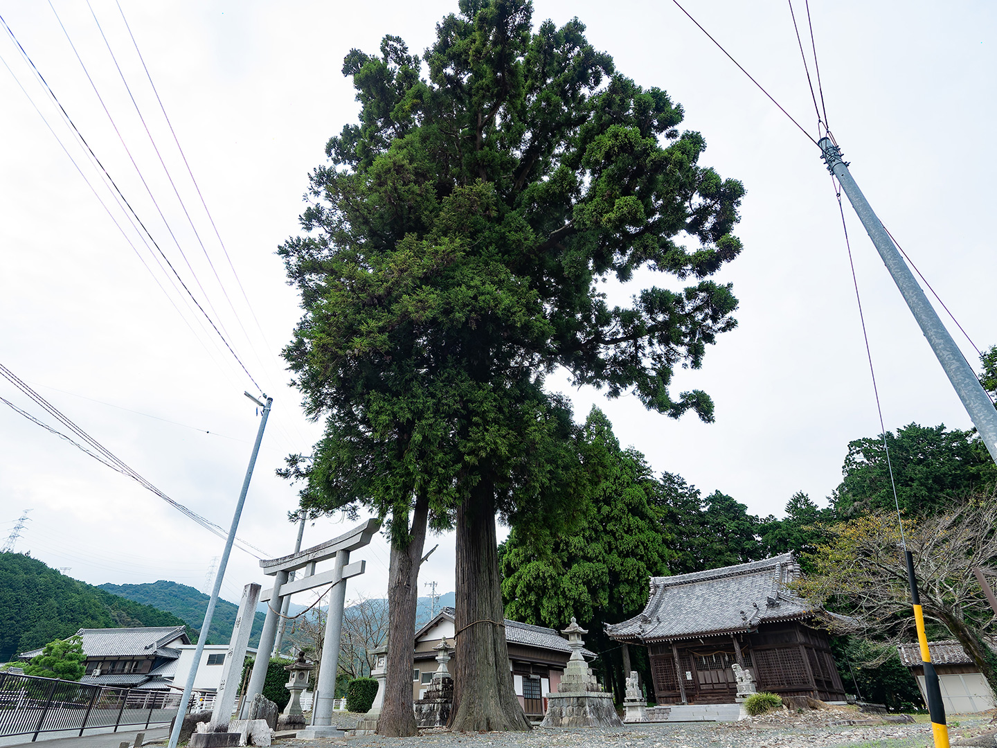 八幡神社のスギ (2024年9月27日撮影)