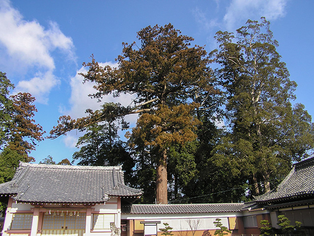 八幡神社の大スギ
