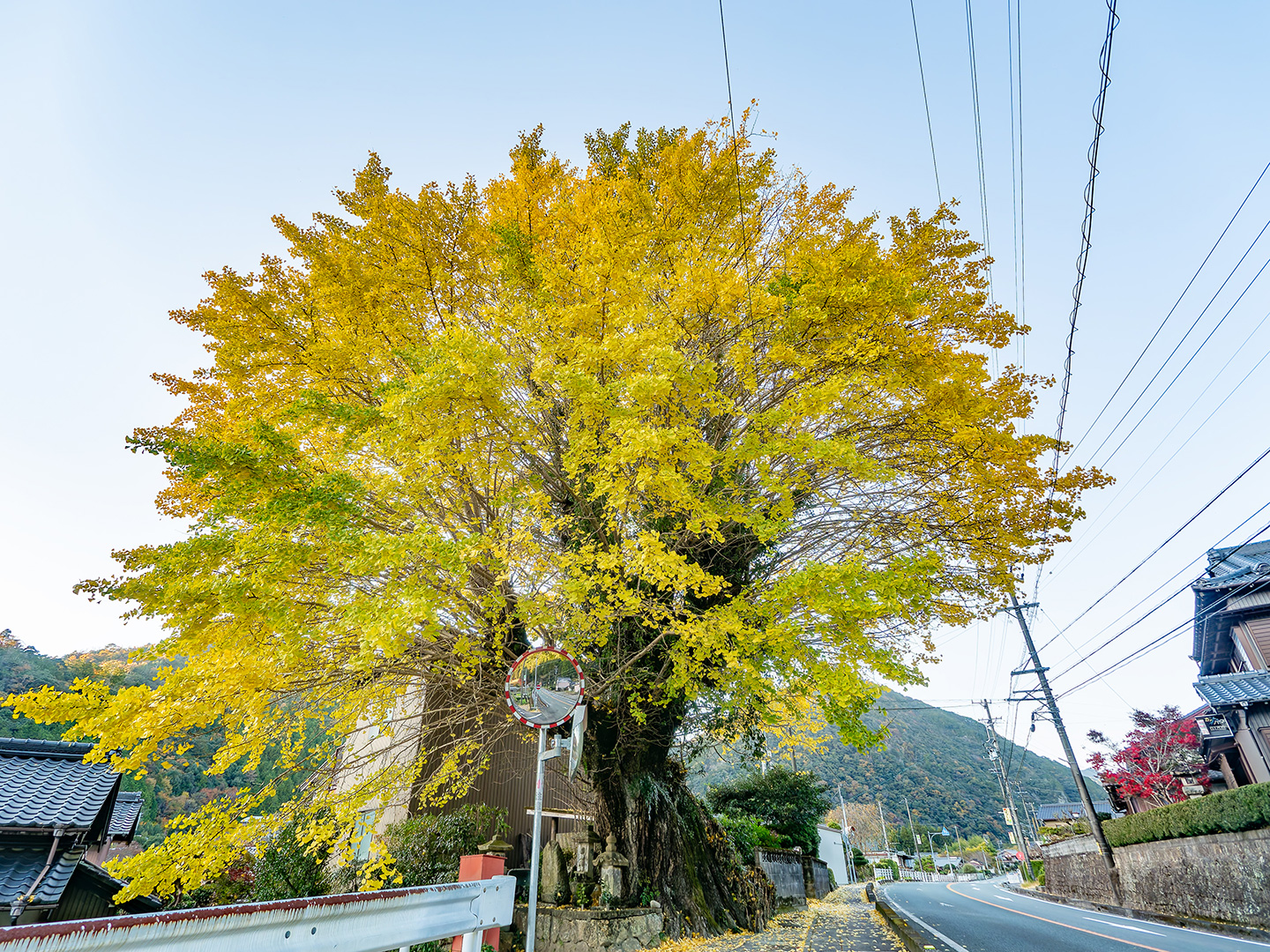 能登瀬の大銀杏 (2024年12月2日撮影)