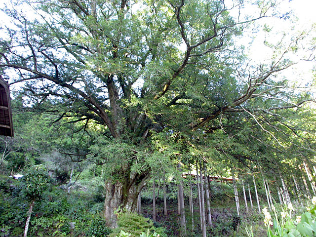 島田のカヤの木