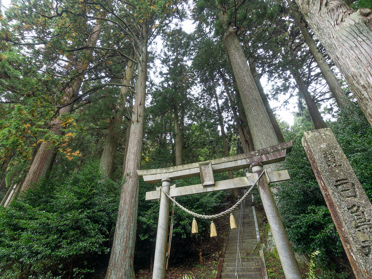 鴨ケ谷白鳥神社のスギ (2024年11月15日撮影)