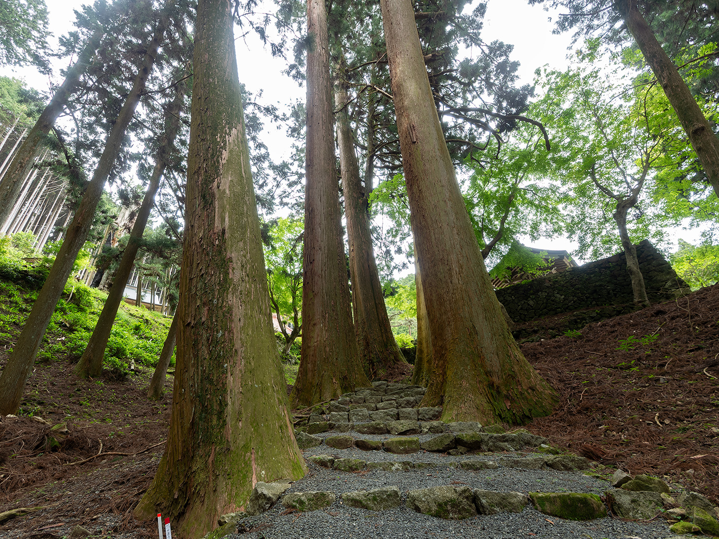 甘泉寺のスギ (2024年5月22日撮影)