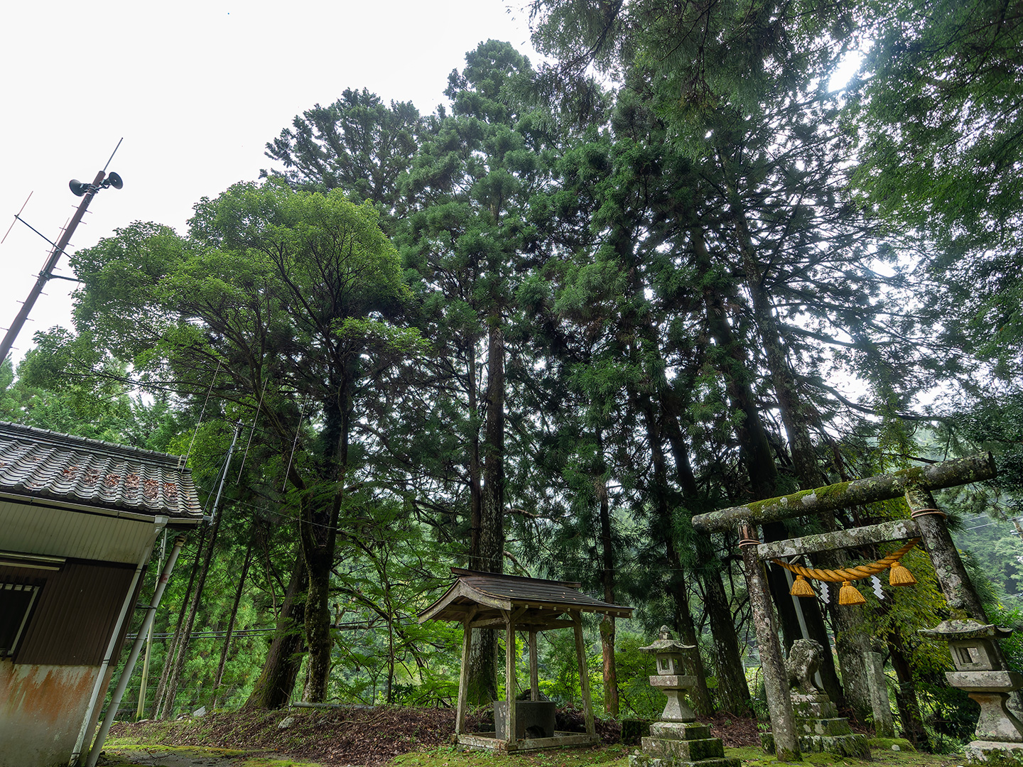 守義白鳥神社のスギ (2024年10月7日撮影)