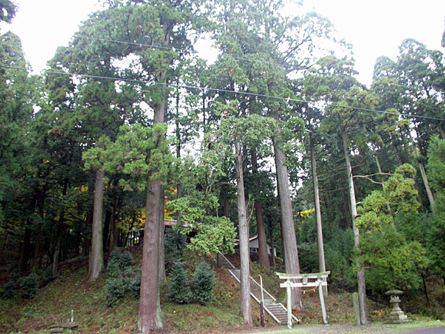 白鳥神社(鴨ケ谷)のスギ