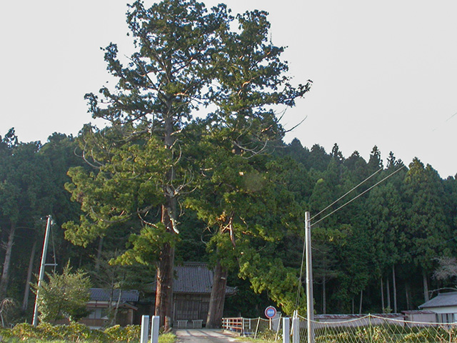 白鳥神社(明和)のスギ