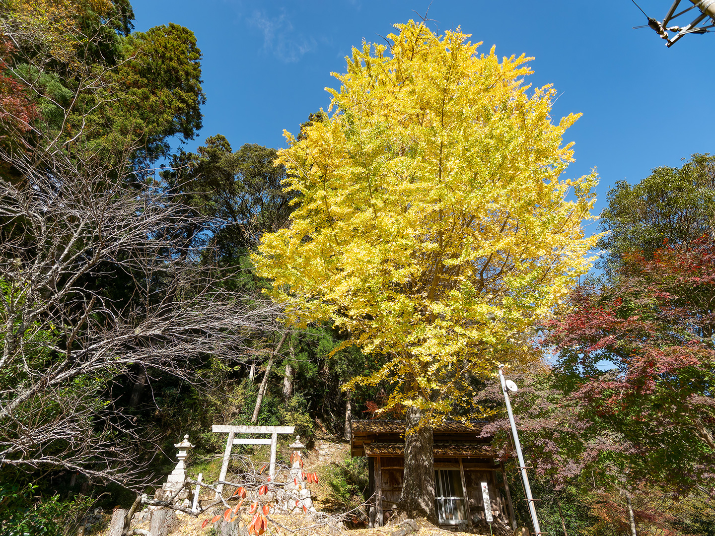 田代の御葉付銀杏 (2024年11月21日撮影)