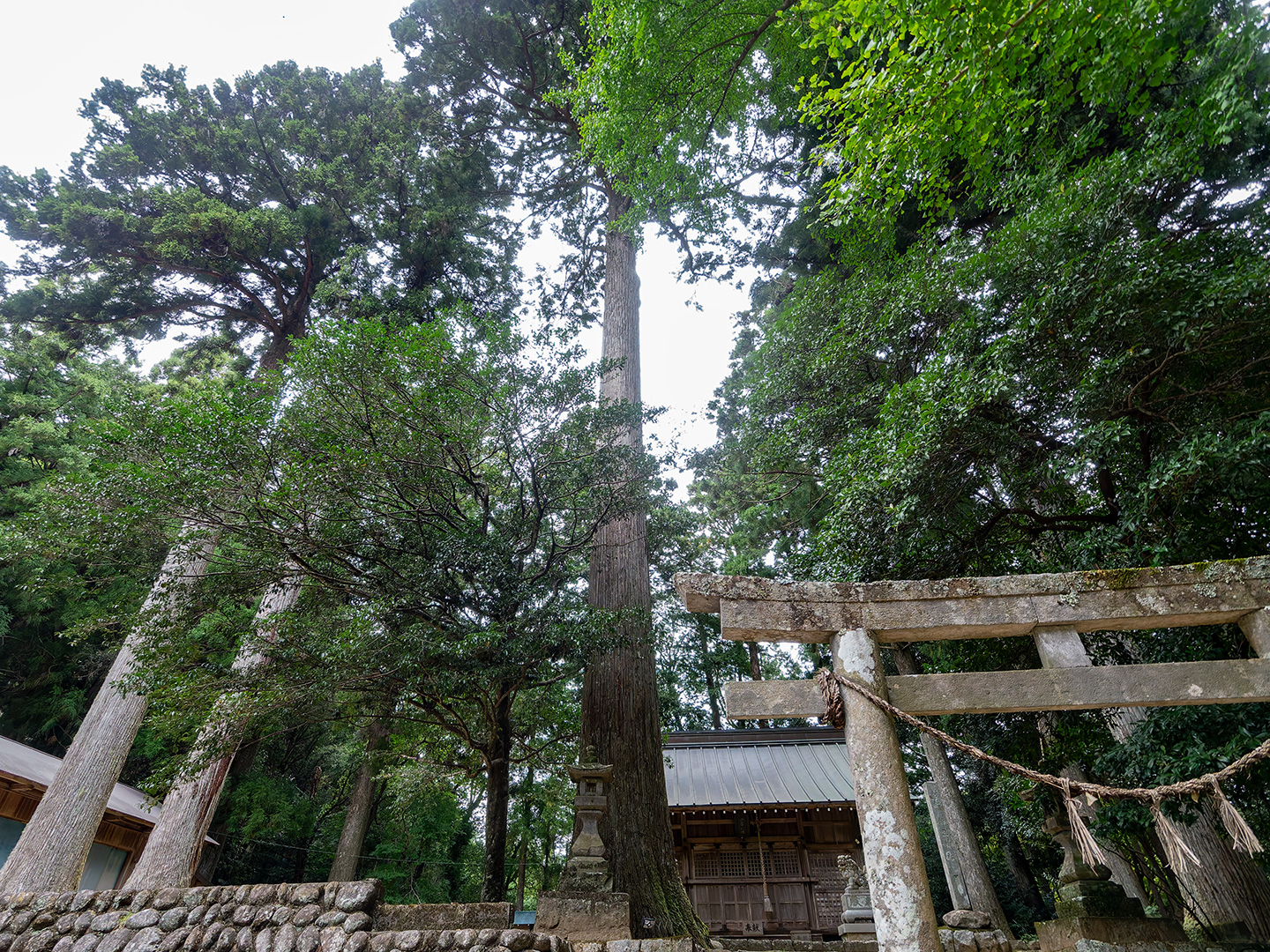 伊豆神社の大杉 (2024年10月22日撮影)