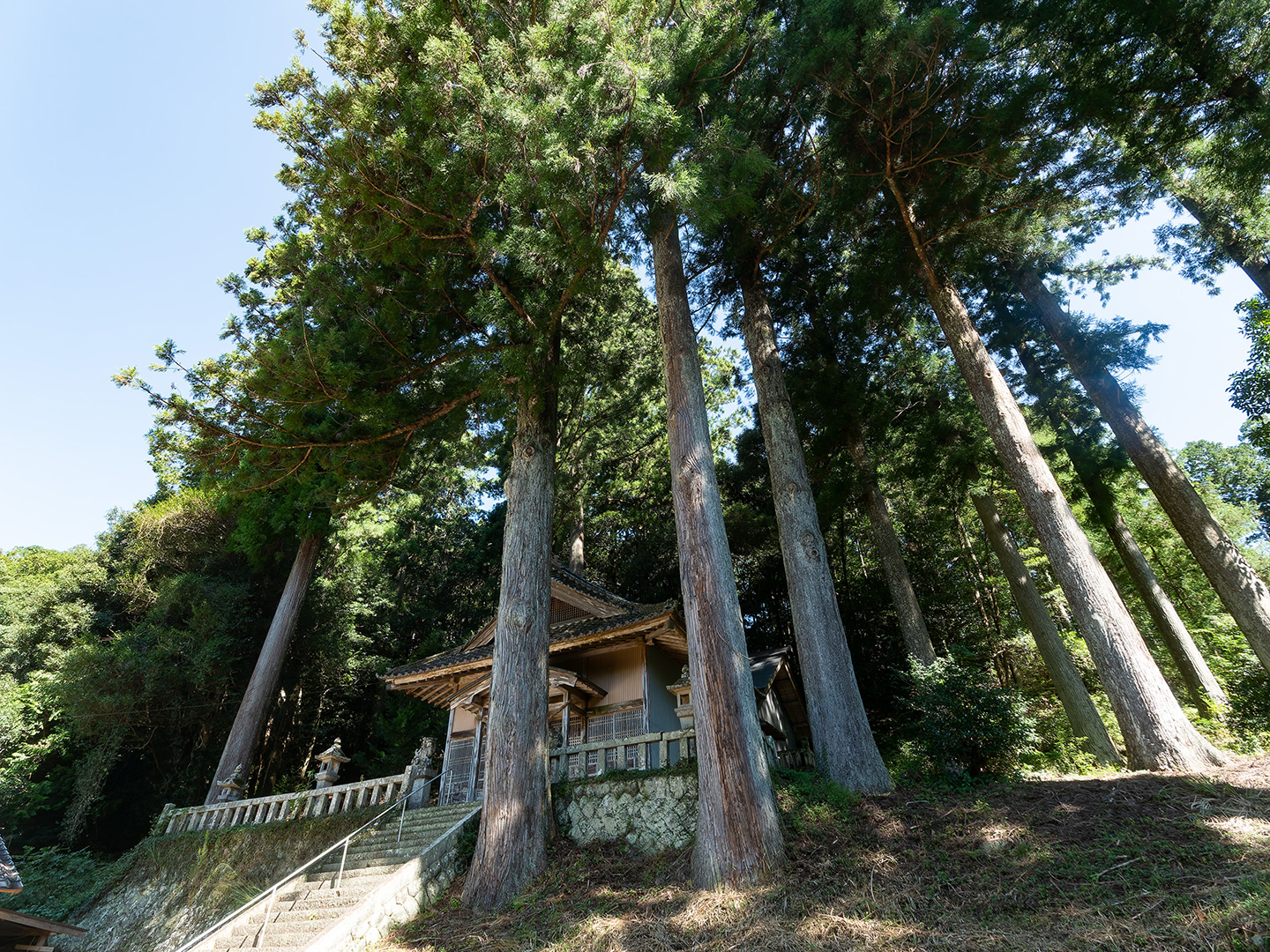 長峯神社のスギ (2024年10月1日撮影)