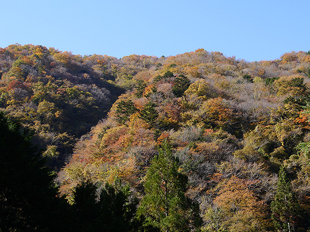 11月の大沼全景