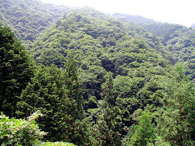 7月の大沼全景