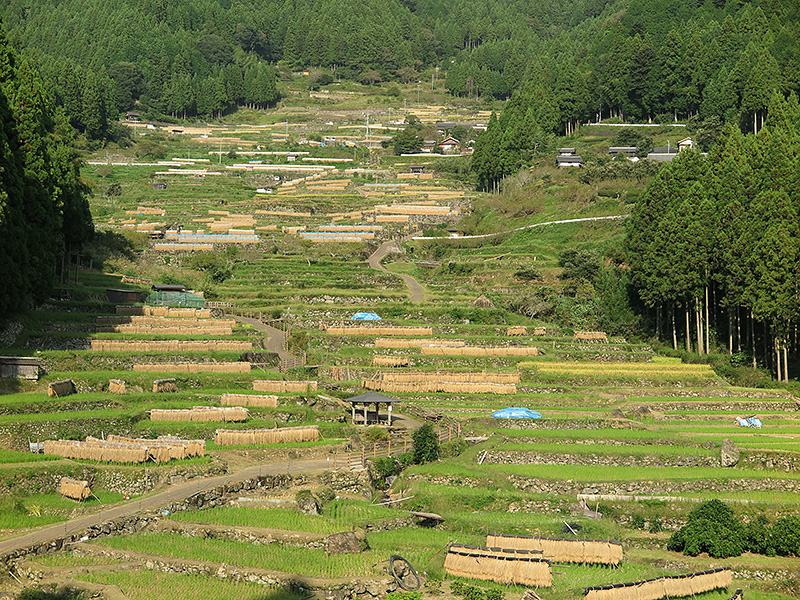 千枚田全景