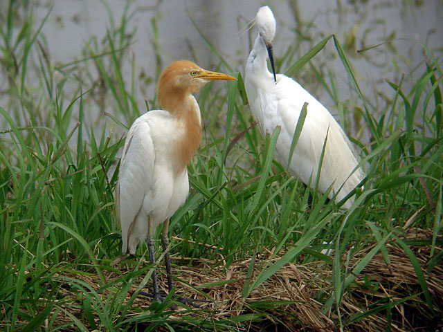 アマサギ(夏羽(後ろにいるのはコサギ))