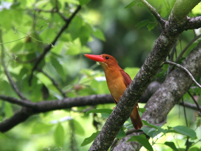 アカショウビン