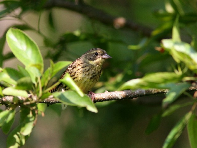 アオジ(メス若鳥)