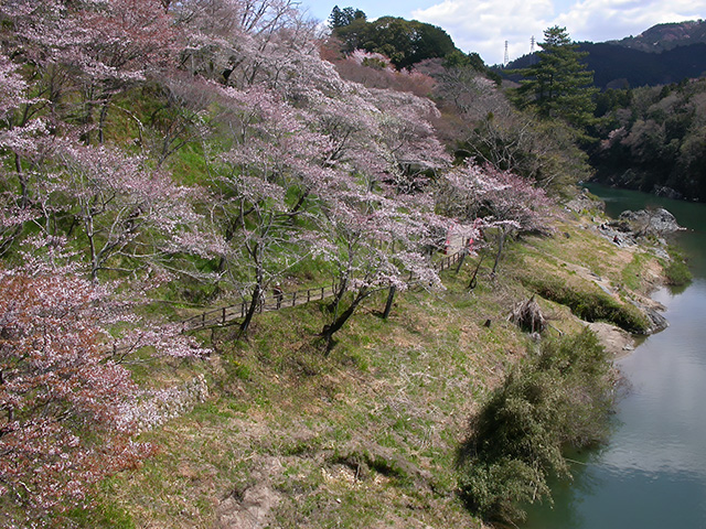 春の桜淵公園