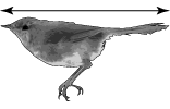 野鳥の全長の測り方図