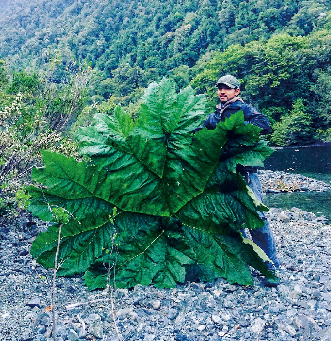 自分の身長を同じくらいの巨大な植物を支える麻野間さん