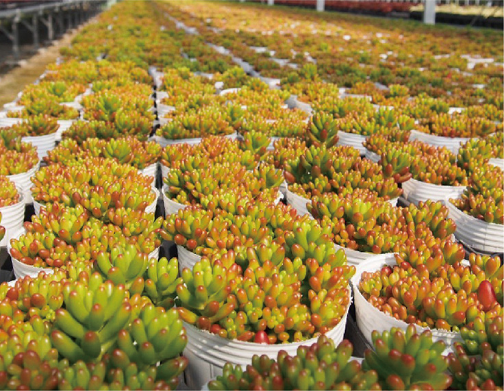 多肉植物の写真